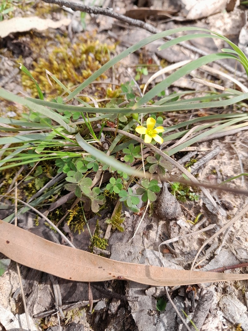 Oxalis perennans photo 4