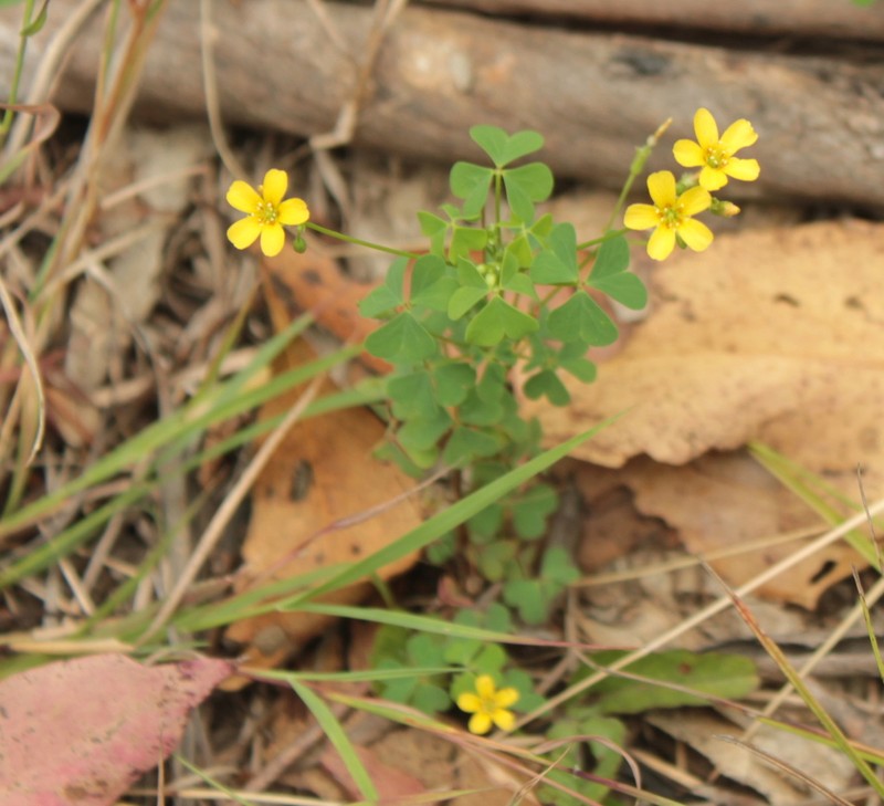 Oxalis perennans photo 5