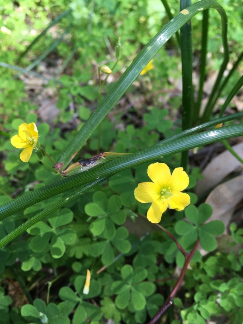 Oxalis perennans photo 6