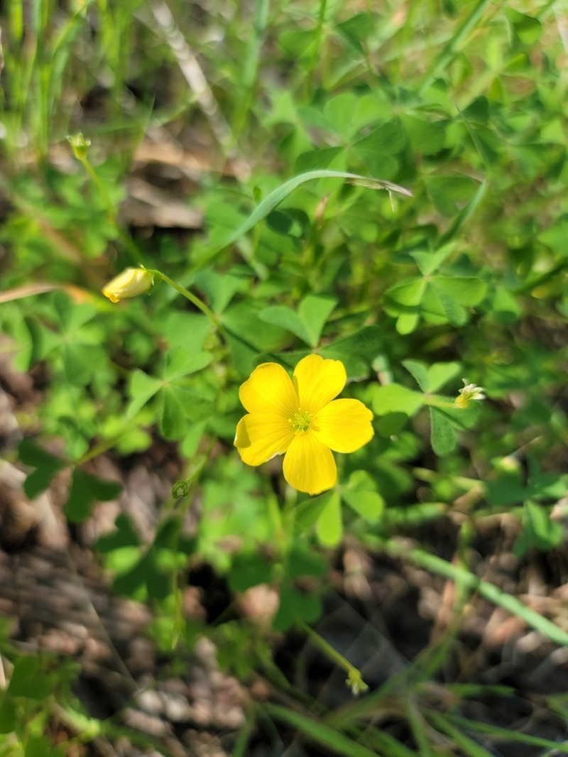Oxalis perennans photo 7
