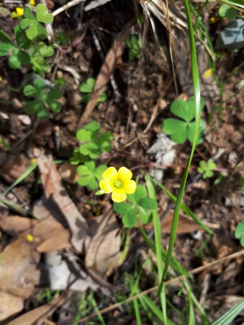 Oxalis perennans photo 8