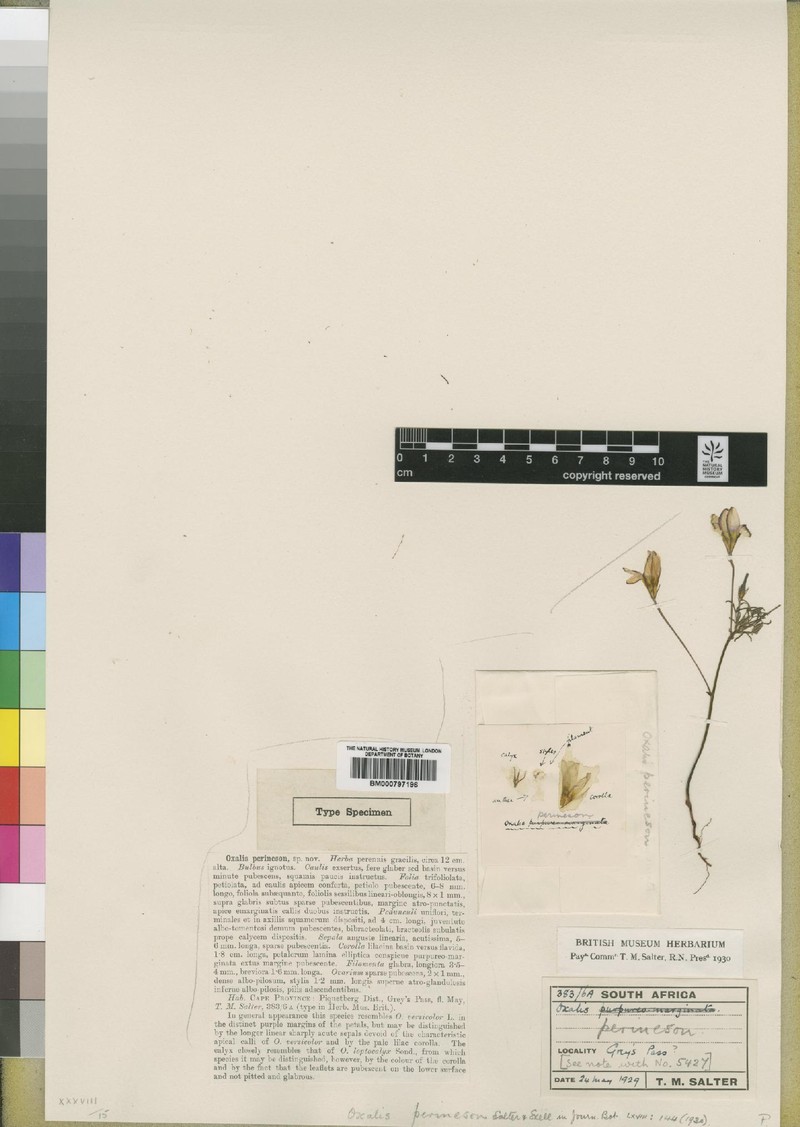 Oxalis perineson