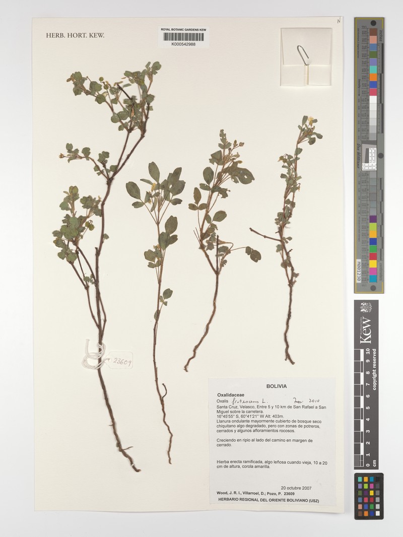 Oxalis peruviana
