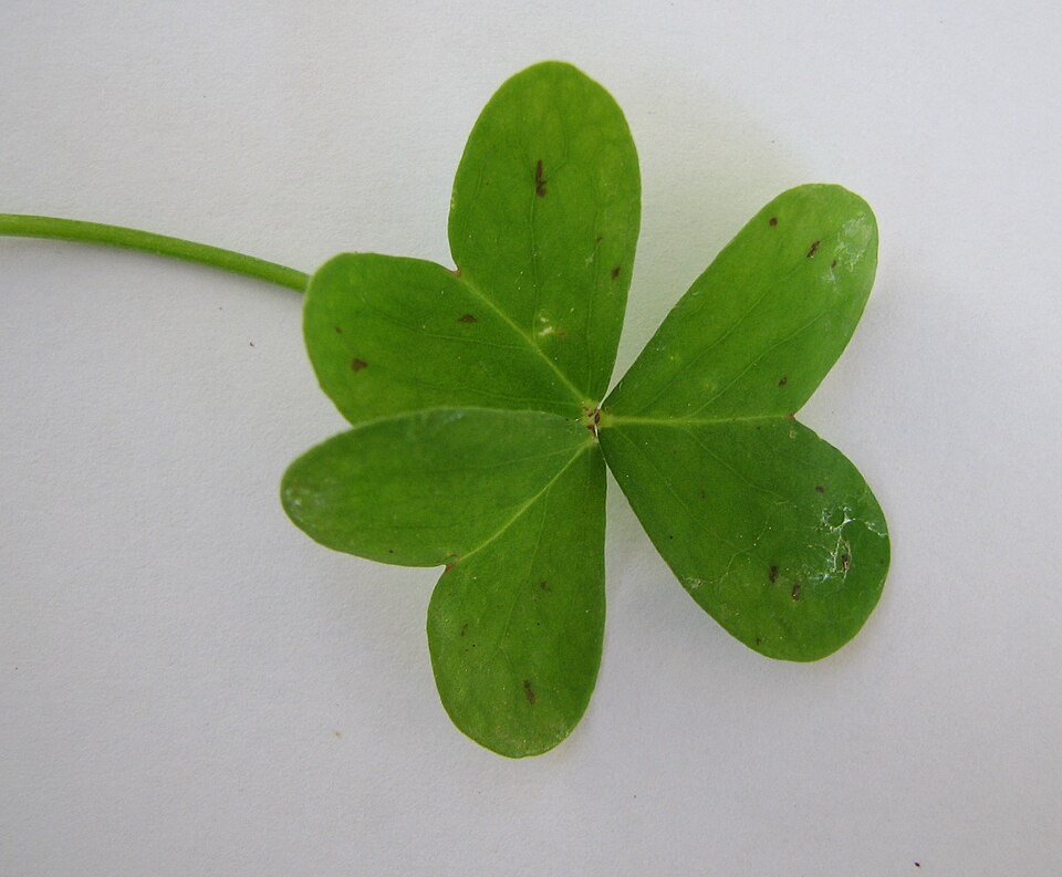 Bermuda Buttercup photo 4