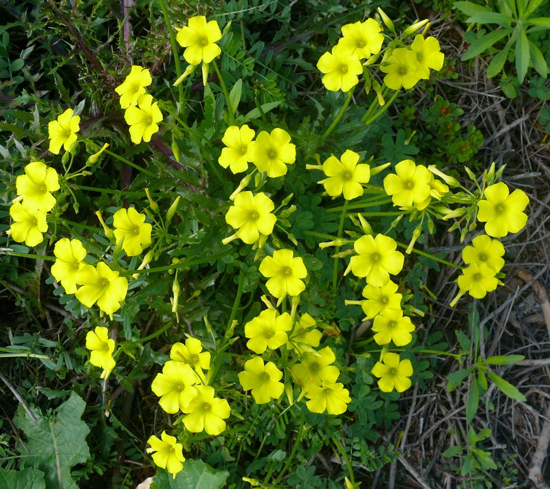 Bermuda Buttercup photo 7