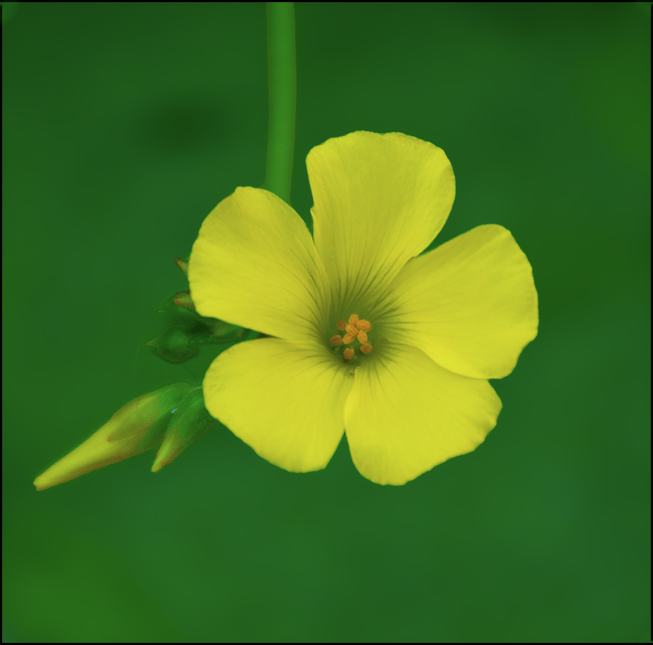 Bermuda Buttercup photo 8