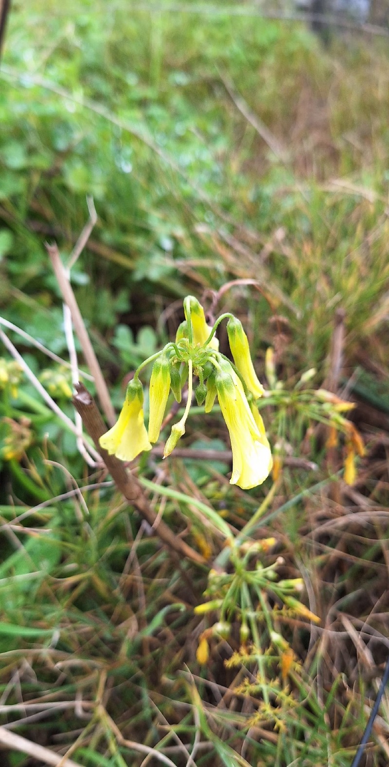 Oxalis pes-caprae var. pes-caprae