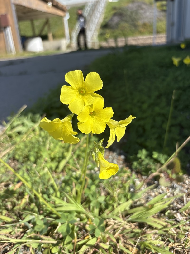 Oxalis pes-caprae var. pes-caprae photo 2