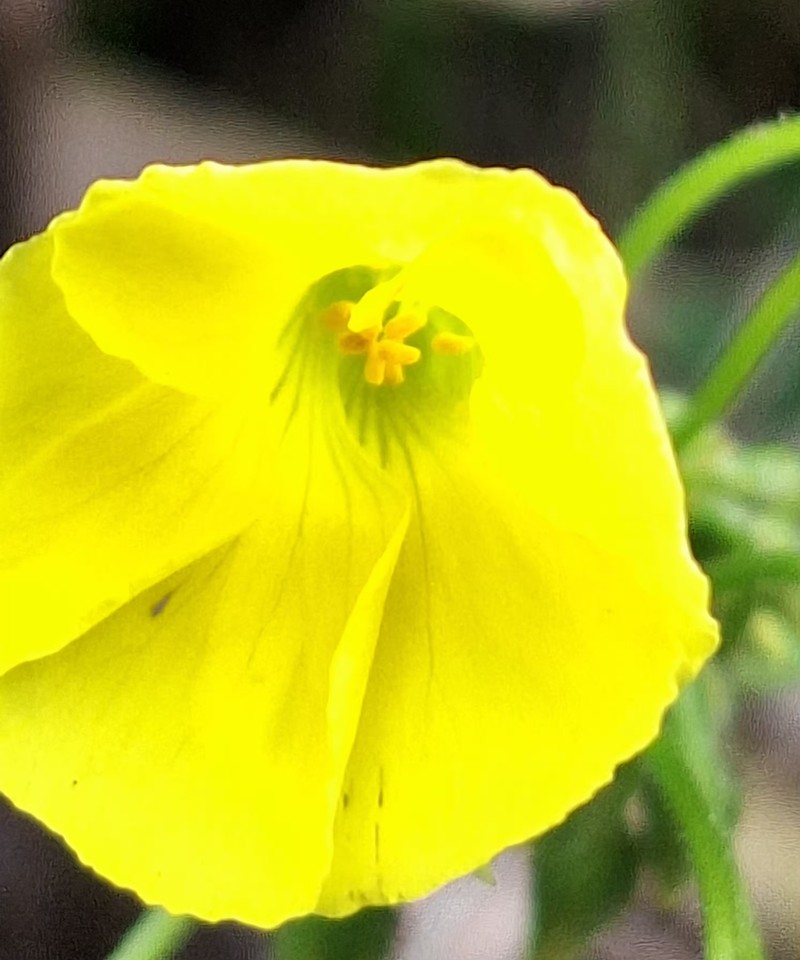 Oxalis pes-caprae var. pes-caprae photo 3