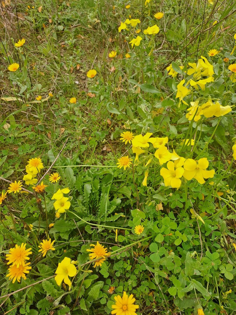 Oxalis pes-caprae var. pes-caprae photo 4