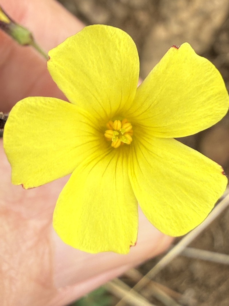 Oxalis pes-caprae var. sericea