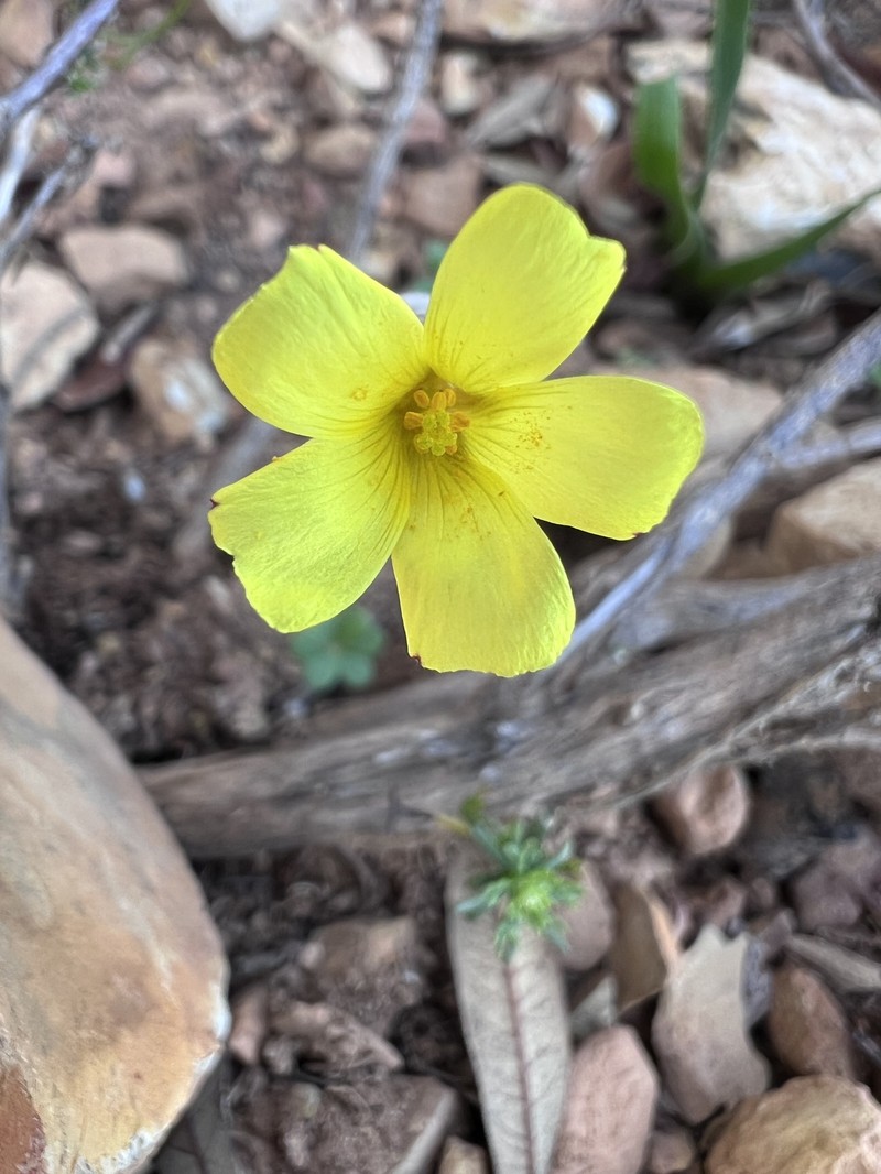 Oxalis pes-caprae var. sericea photo 2