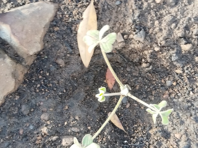 Oxalis pes-caprae var. sericea photo 3