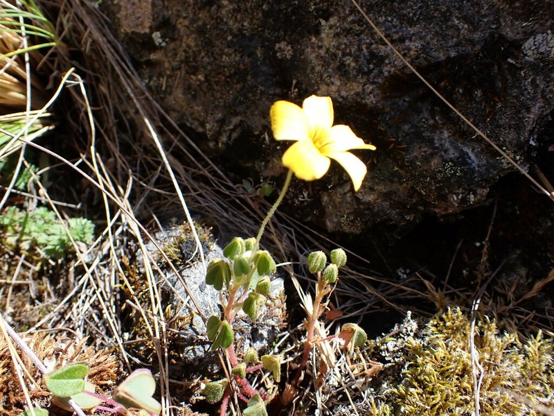 Oxalis petrophila