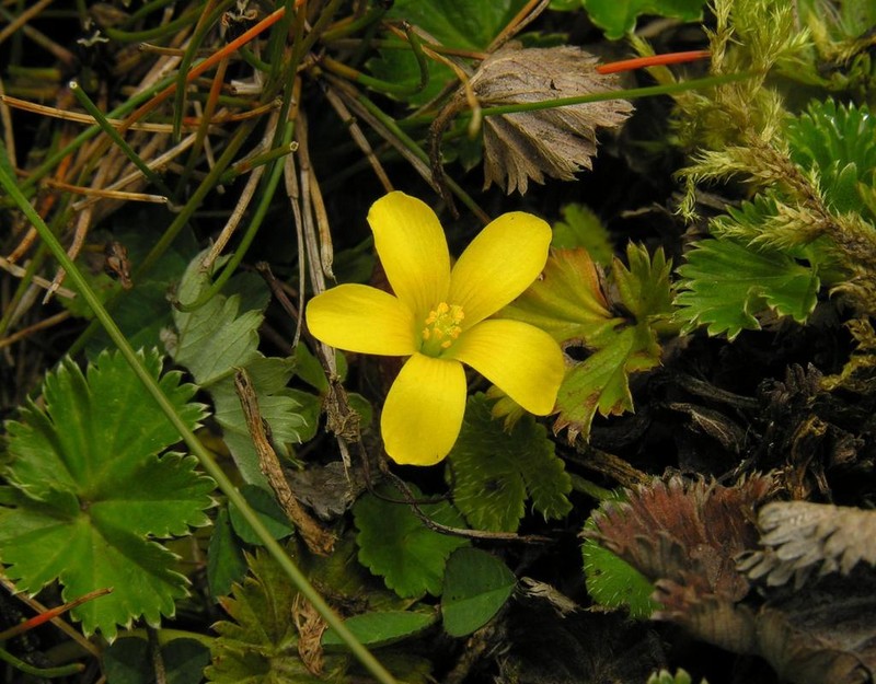 Oxalis phaeotricha