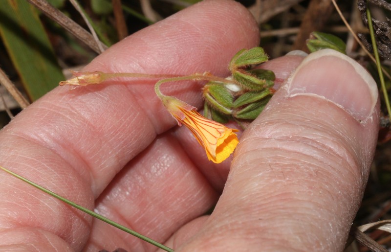 Oxalis phaeotricha photo 2