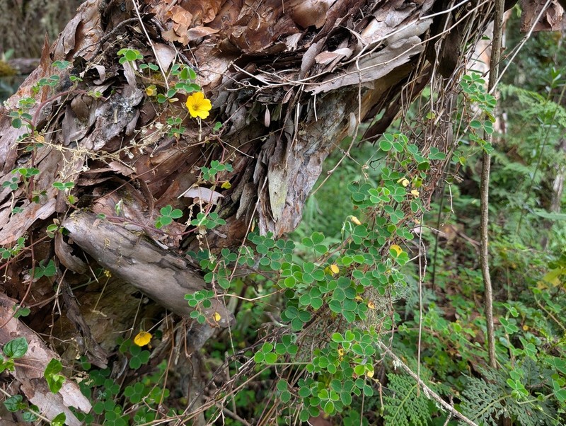 Oxalis phaeotricha photo 3