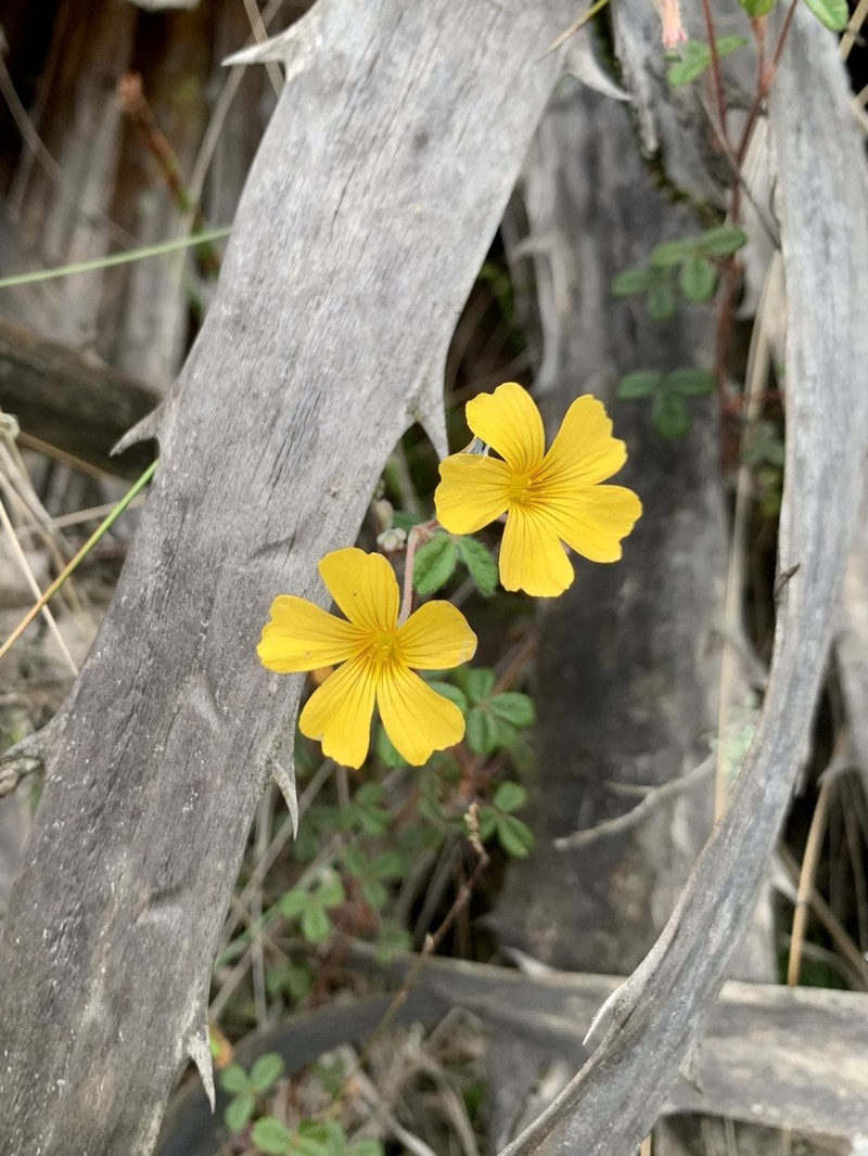 Oxalis phaeotricha photo 4