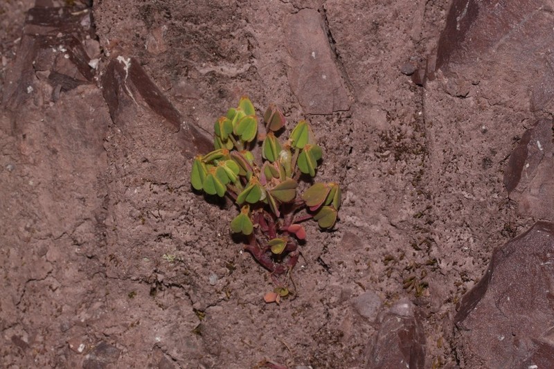 Oxalis phaeotricha photo 5