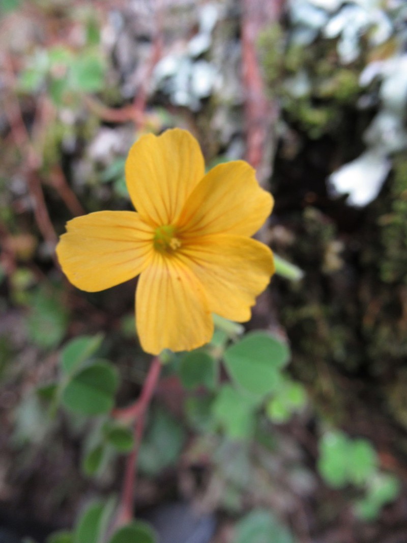 Oxalis phaeotricha photo 6