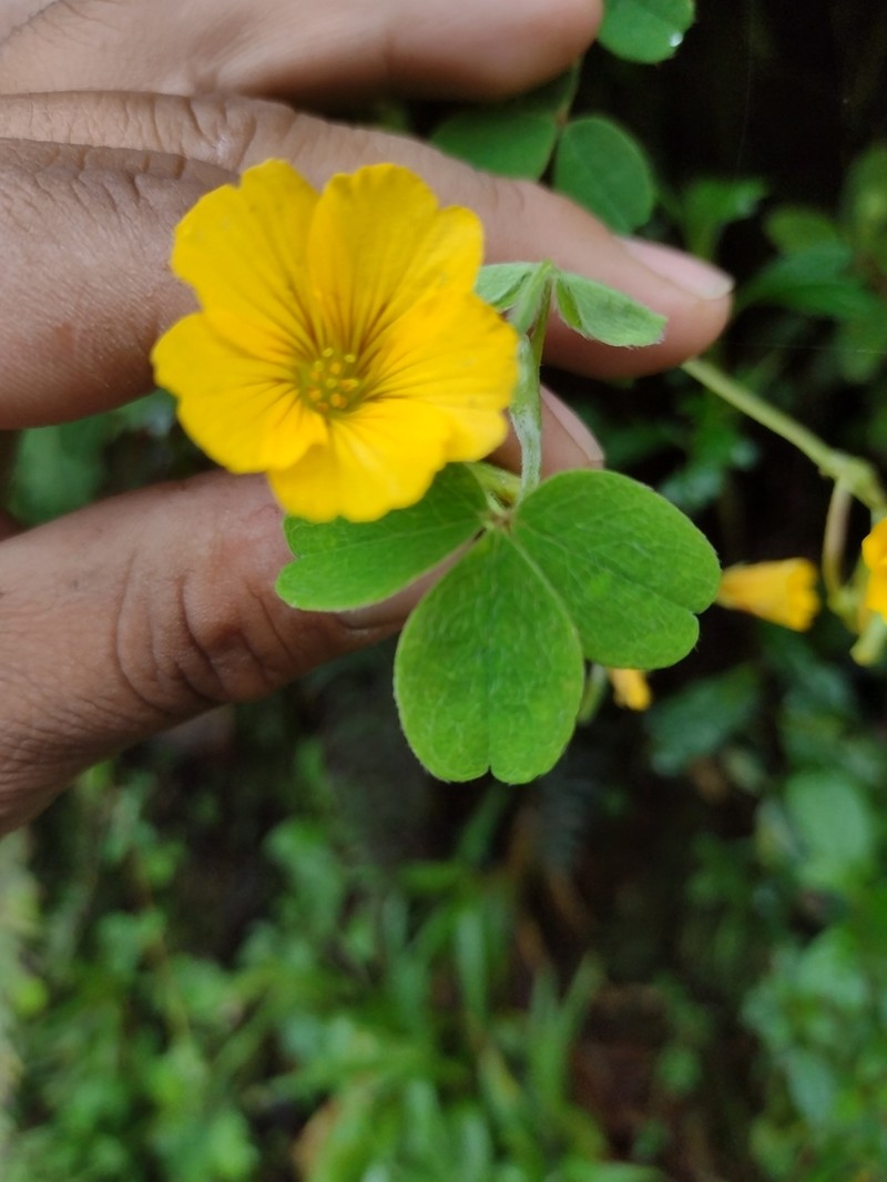 Oxalis phaeotricha photo 7