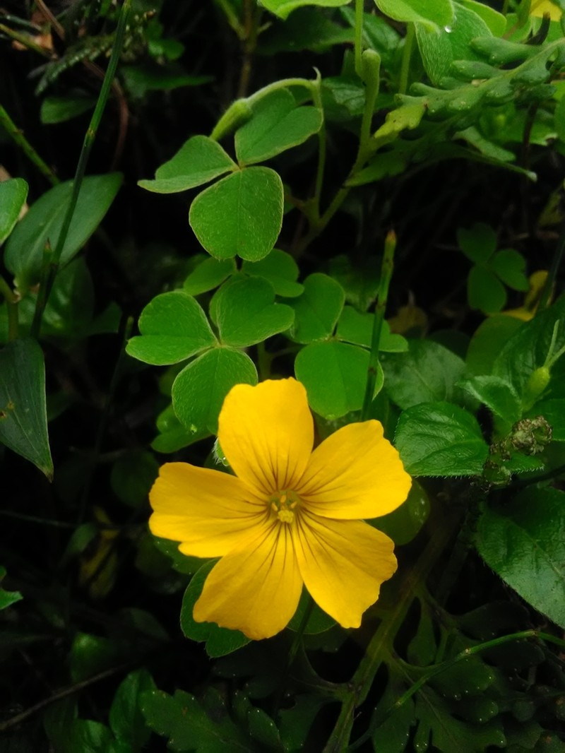 Oxalis phaeotricha photo 8