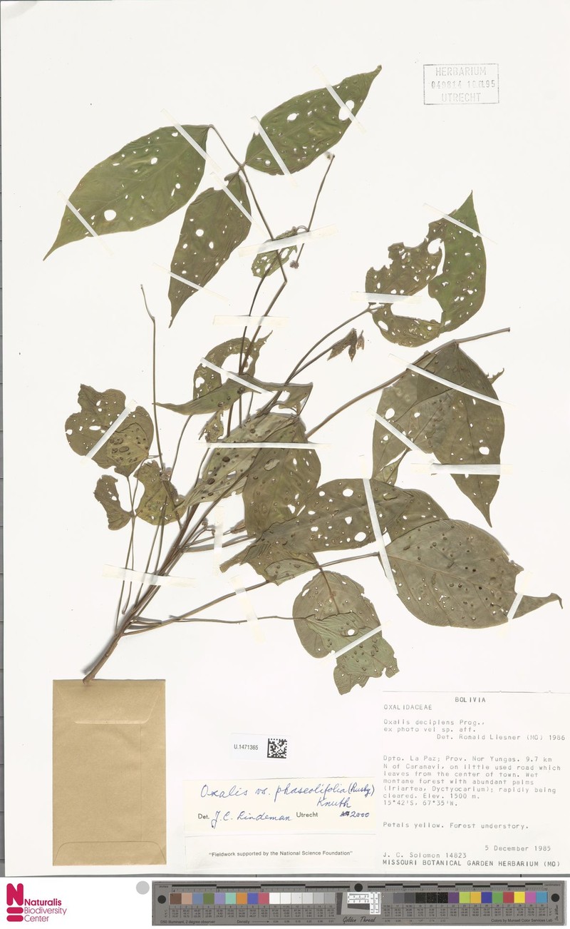 Oxalis phaseolifolia