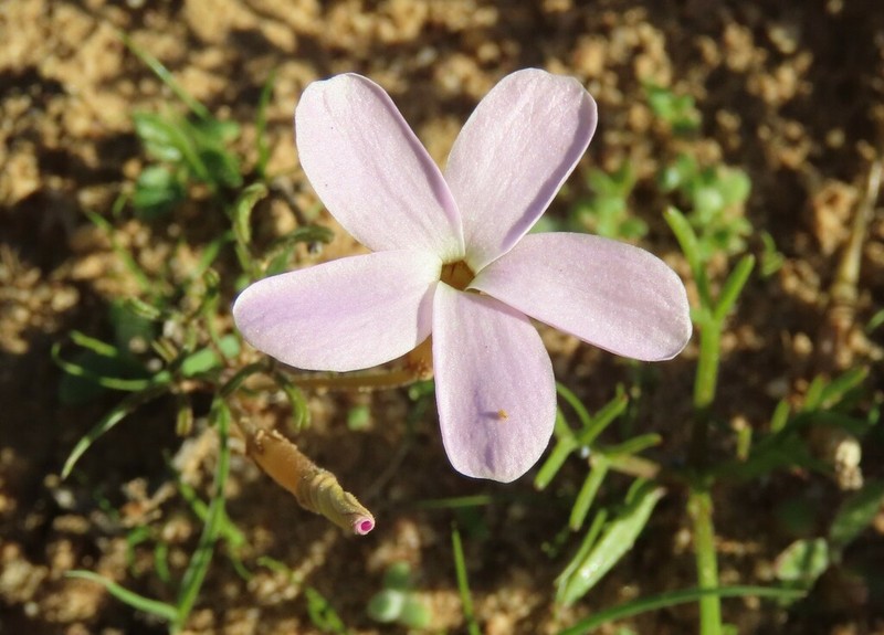 Oxalis phloxidiflora photo 2