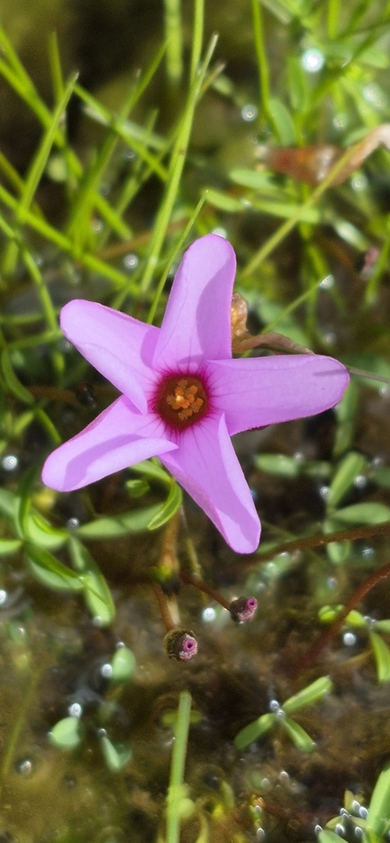 Oxalis phloxidiflora photo 3