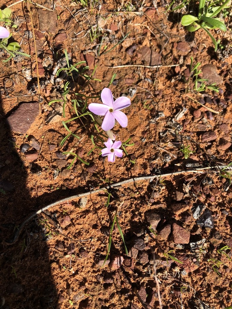 Oxalis phloxidiflora photo 4