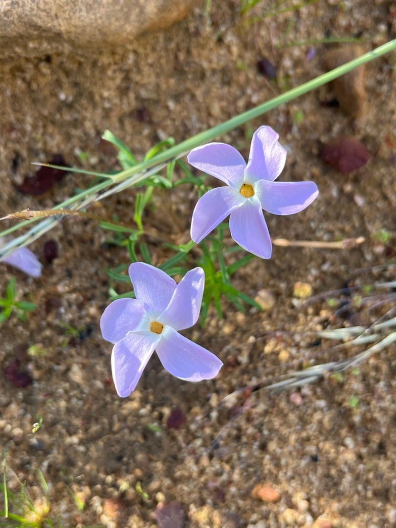 Oxalis phloxidiflora photo 5
