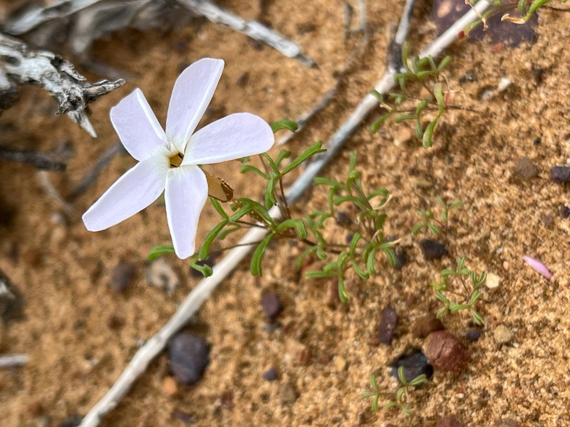 Oxalis phloxidiflora photo 6