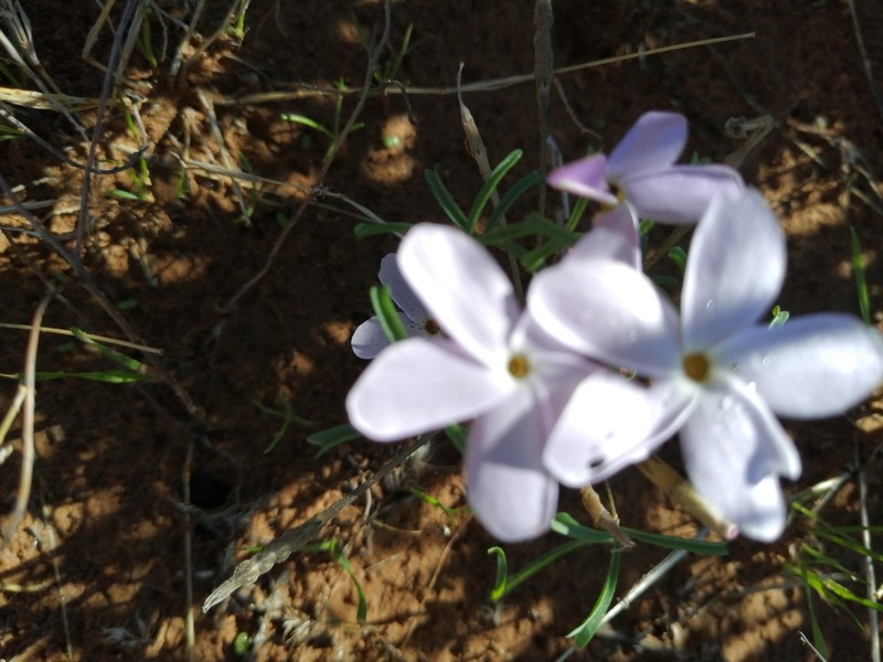 Oxalis phloxidiflora photo 7