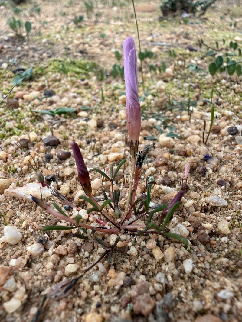 Oxalis phloxidiflora photo 8