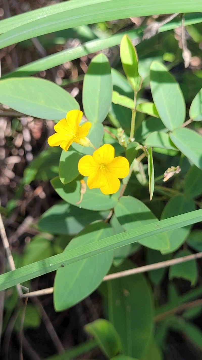Oxalis physocalyx