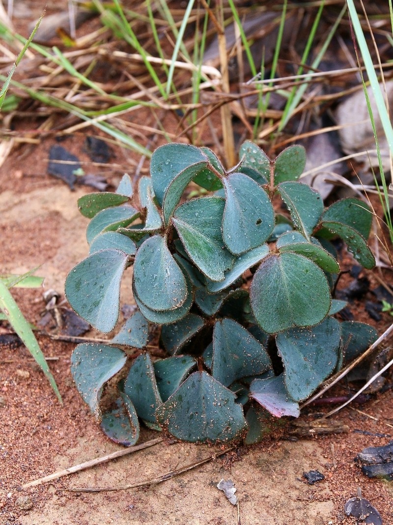 Oxalis physocalyx photo 2