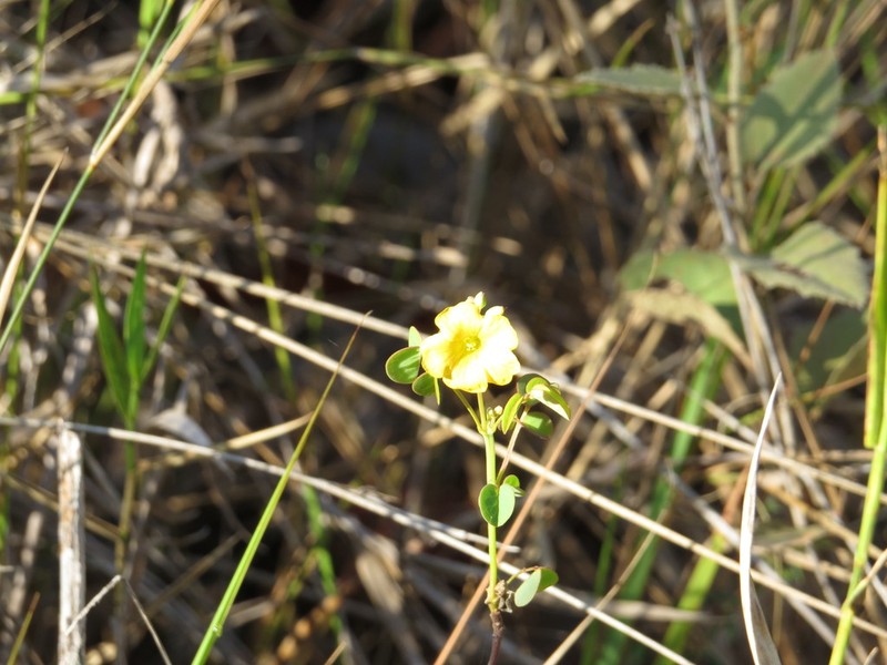 Oxalis physocalyx photo 3