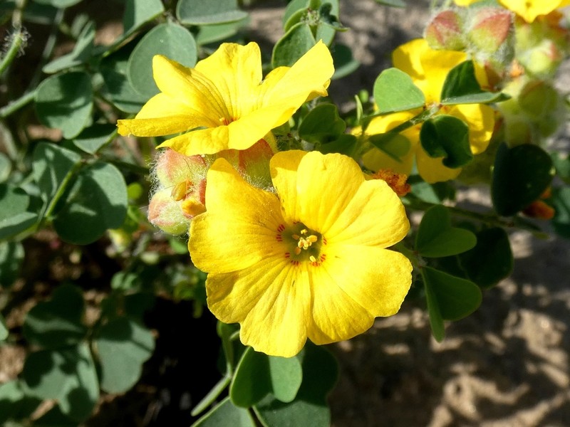 Oxalis pickeringii