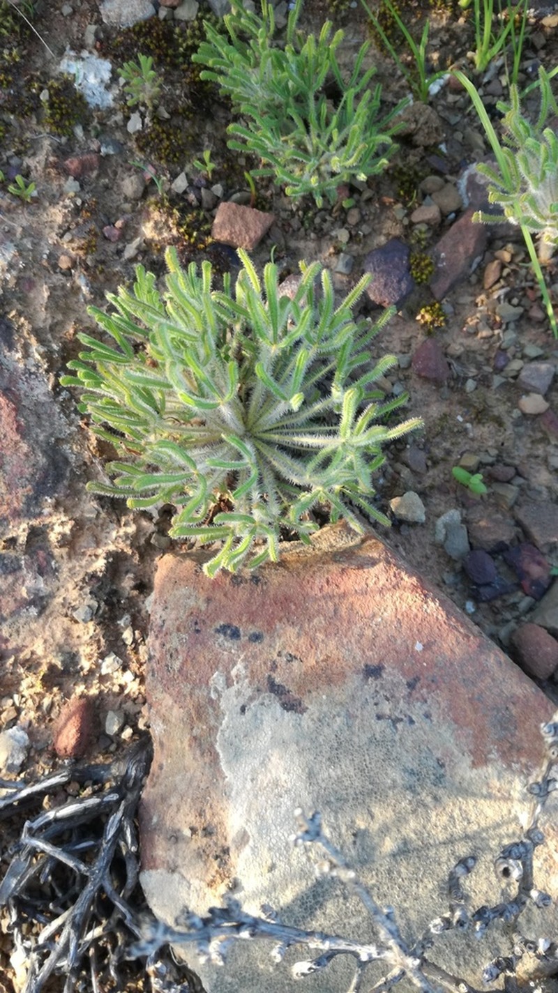 Oxalis pillansiana