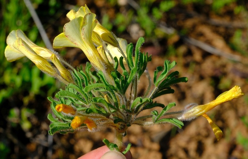 Oxalis pillansiana photo 2