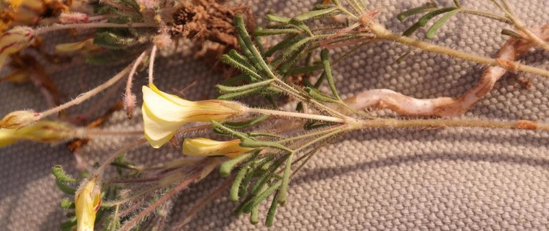 Oxalis pillansiana photo 4