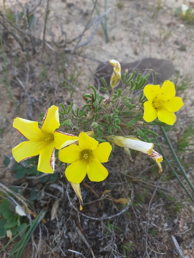 Oxalis pillansiana photo 5