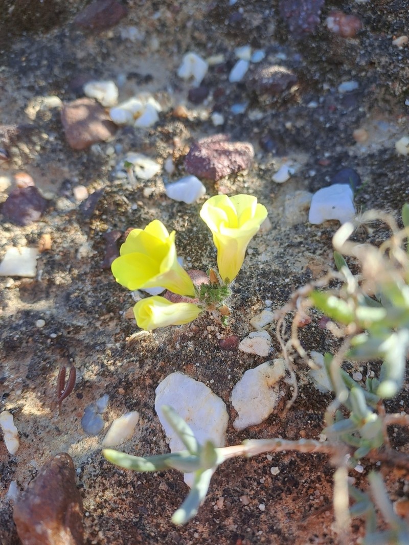 Oxalis pillansiana photo 6