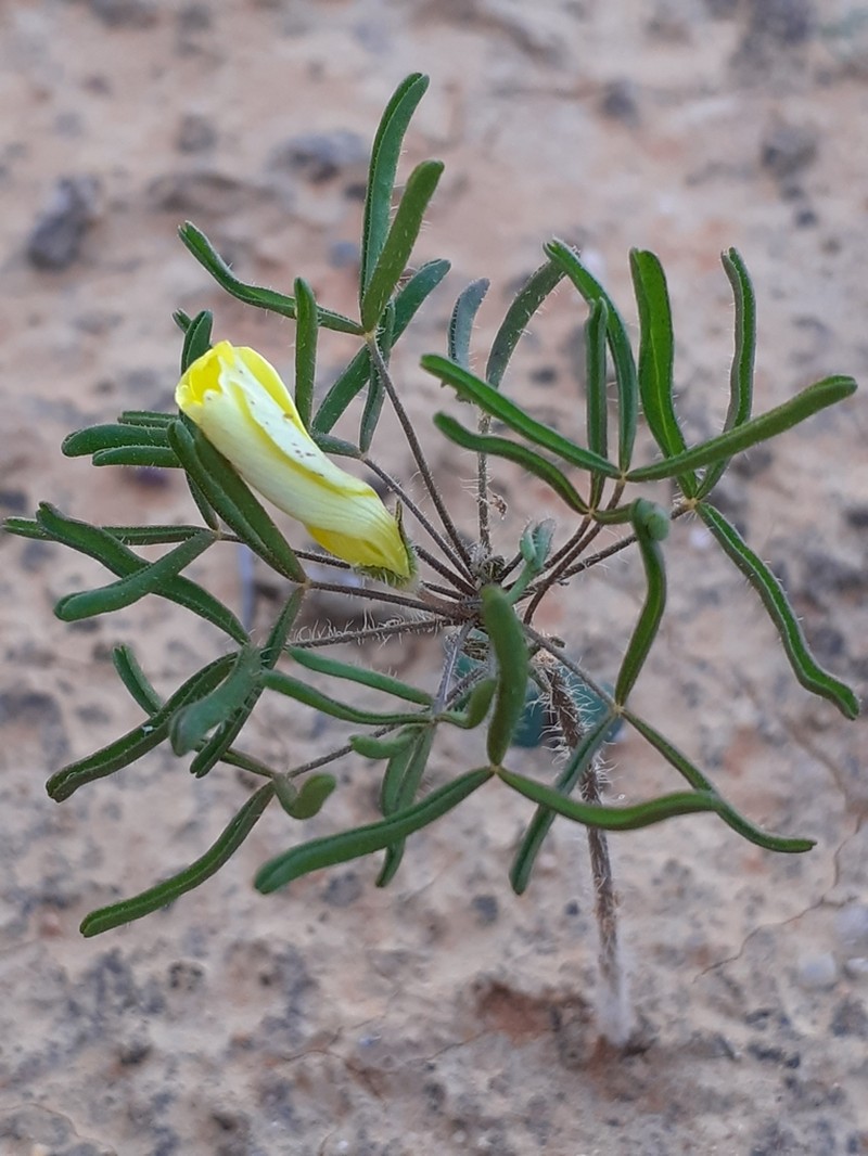 Oxalis pillansiana photo 7