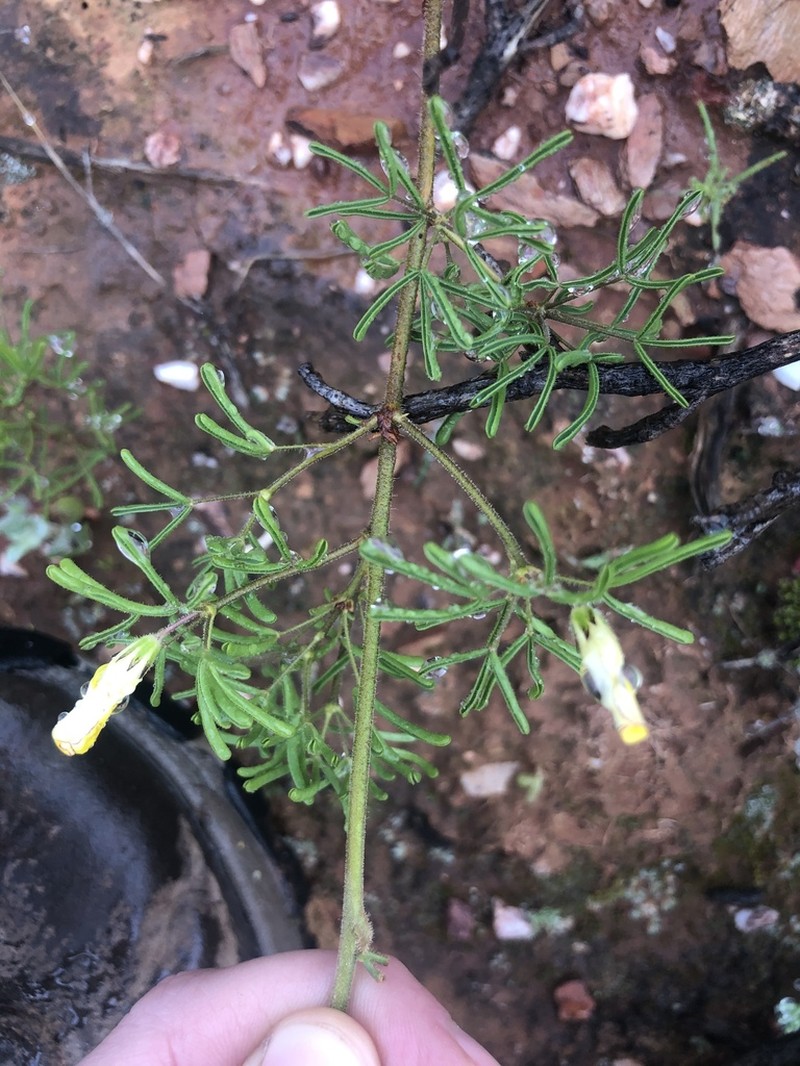 Oxalis pillansiana photo 8