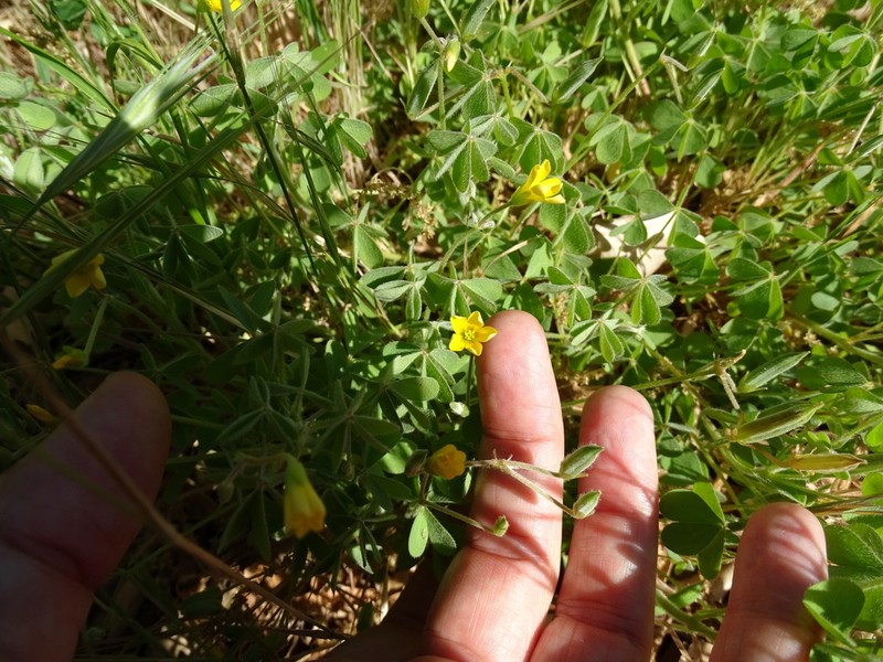 Oxalis pilosa