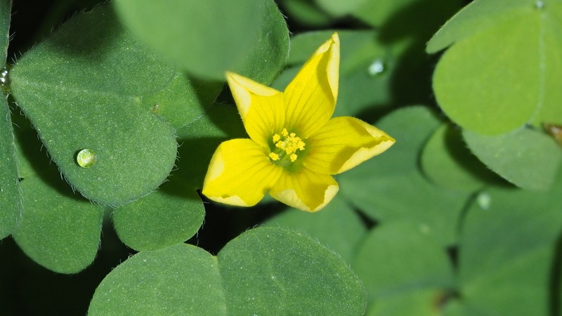 Oxalis pilosa photo 2