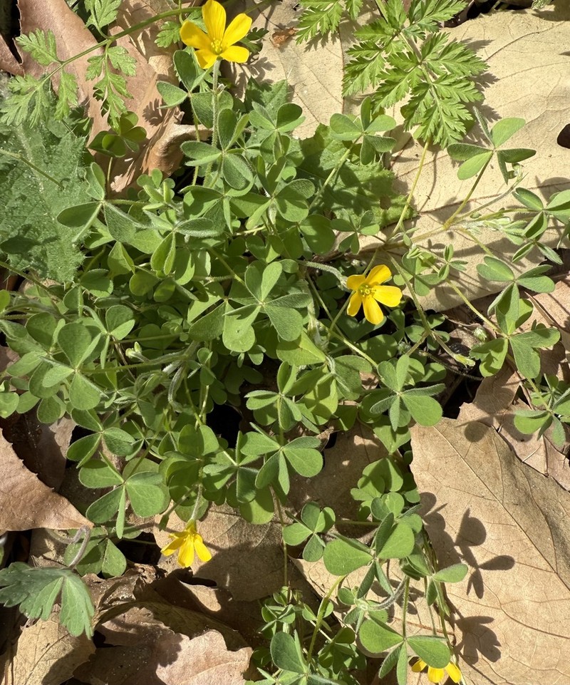 Oxalis pilosa photo 3