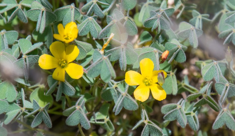 Oxalis pilosa photo 4