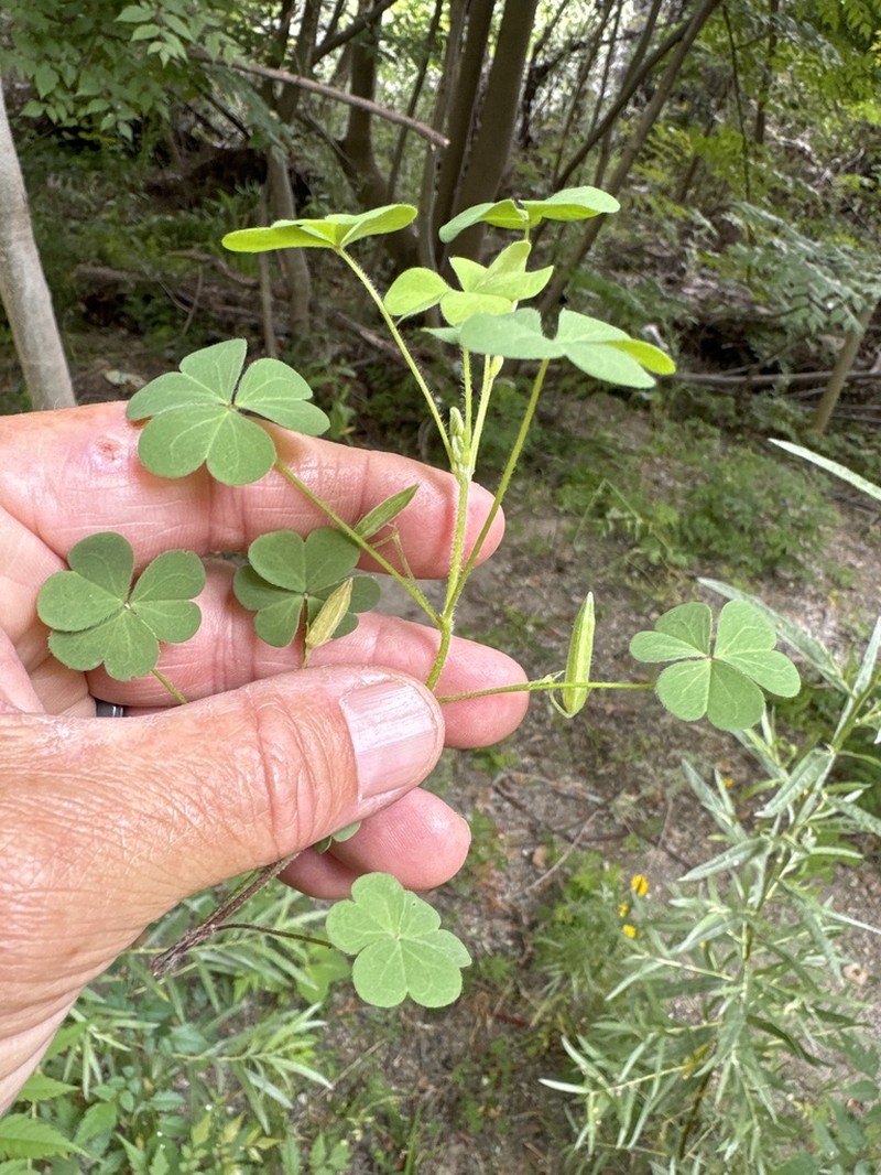 Oxalis pilosa photo 5